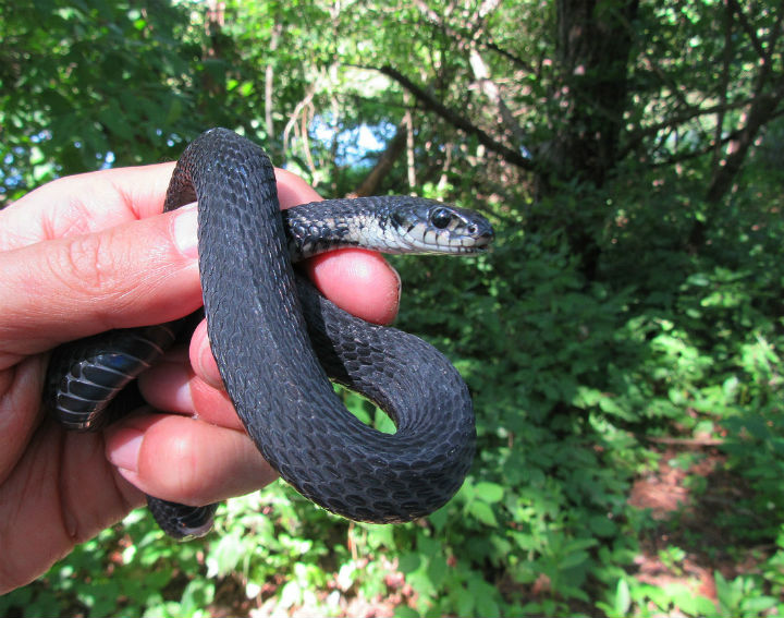 Melanistic Eastern Garter Snake